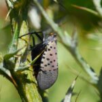 Lanternfly