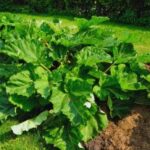 large green leaves in clumps