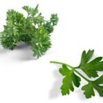Curly and flat-leaved parsley.