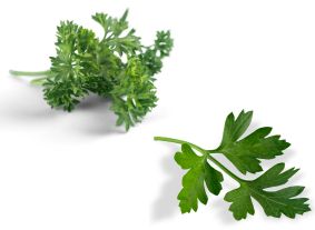 Curly and flat-leaved parsley.