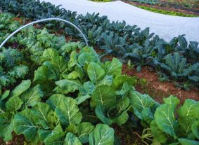 row covers over crops