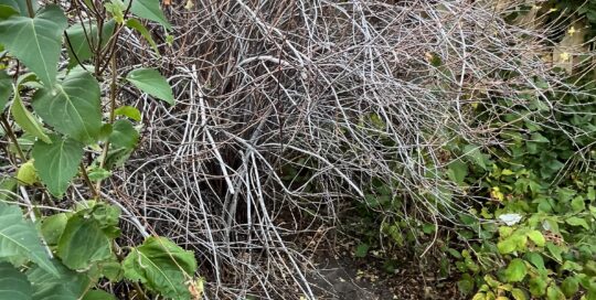 The golden currant is on the list for garden cleanup