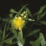 Yellow flower of Hypericum prolificum