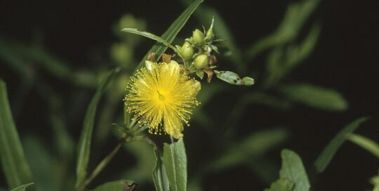 Yellow flower of Hypericum prolificum