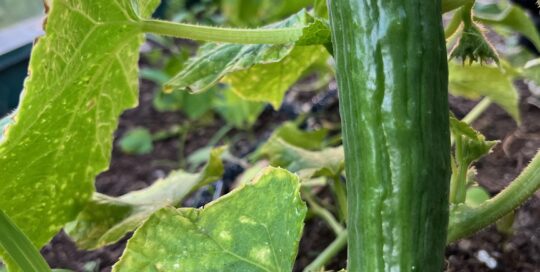 Watch for downy mildew on cucumbers