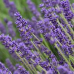 To successfully grow lavender, watch for a handful of pests and diseases.