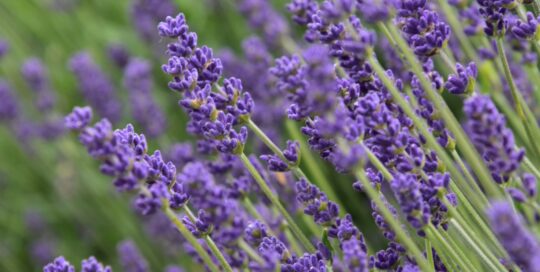 To successfully grow lavender, watch for a handful of pests and diseases.