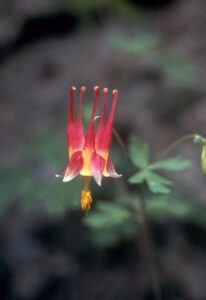 Eastern Red Columbine