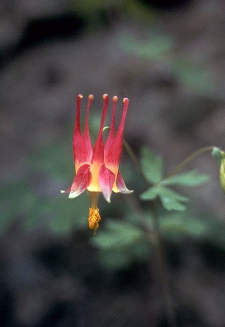 Eastern Red Columbine