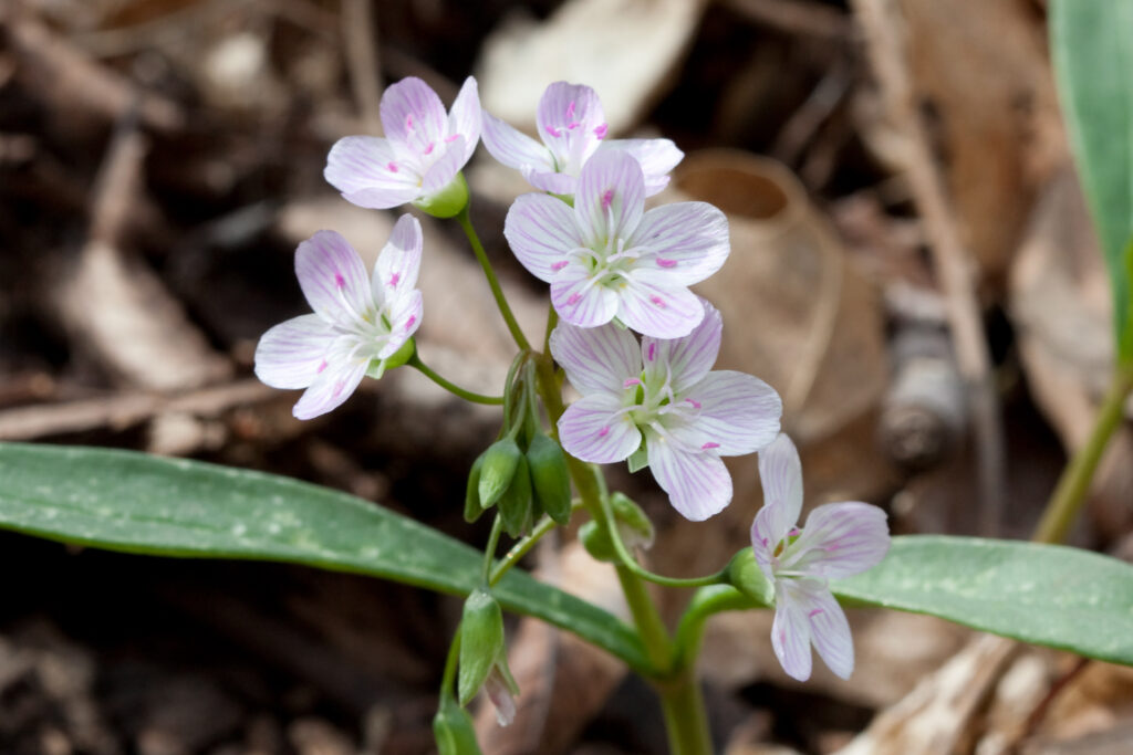 Spring beauty flowers