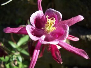 Columbine flower, likely a cultivar
