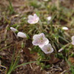 Spring Beauty flowers