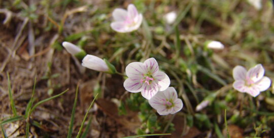 Spring Beauty flowers