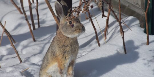 Rabbits can cause winter damage by gnawing on plants.
