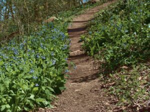 Virginia bluebells