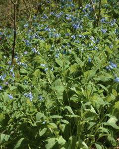Virginia bluebell flowers