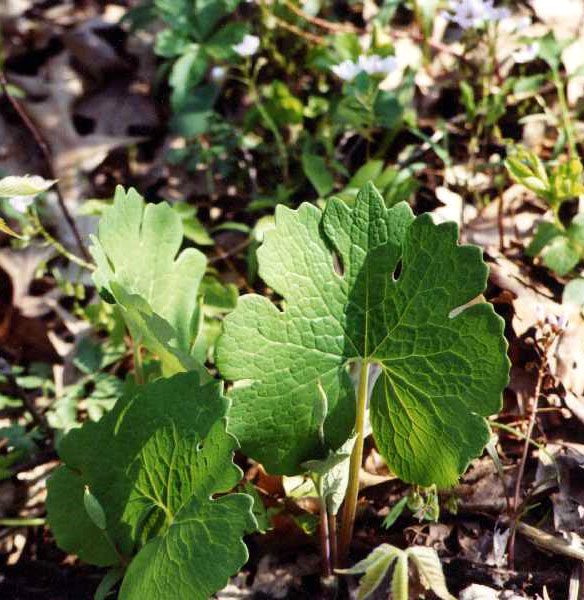 Sanguinaria canadensis leaves
