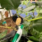 a white elongated berry flanked by two dark purple berries.