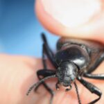 Beetles can be good or bad.