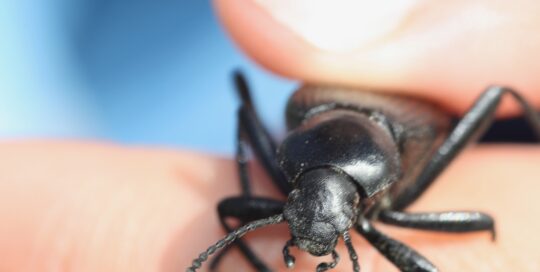 Beetles can be good or bad.