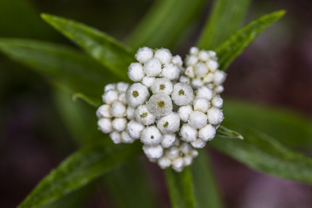 Pearly_everlasting, public domain photo