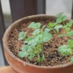 Cilantro seedlings in a pot.