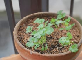 Cilantro seedlings in a pot.