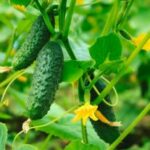 cucumbers on the vine