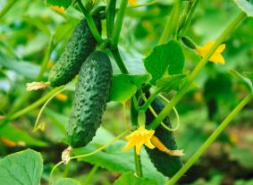 cucumbers on the vine