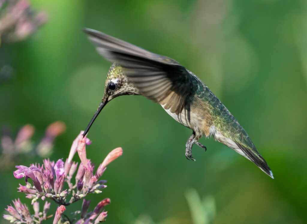 Hummingbird nectaring agastache