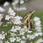 Giant swallowtail on penstemon