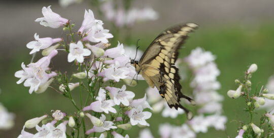 Giant swallowtail on penstemon
