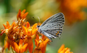 Eastern Tailed-Blue on Orange Butterflyweed