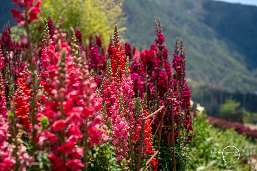 Snapdragons