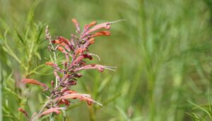 Agastache flower