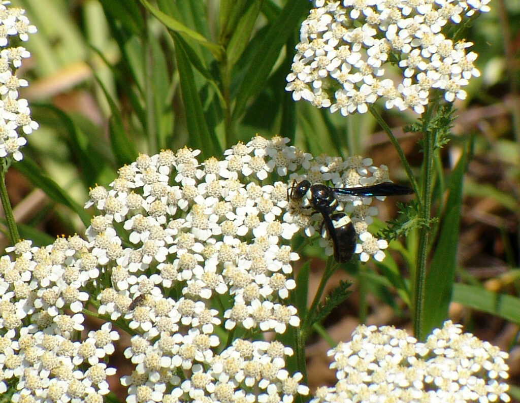 Wasp on yarrow flowers