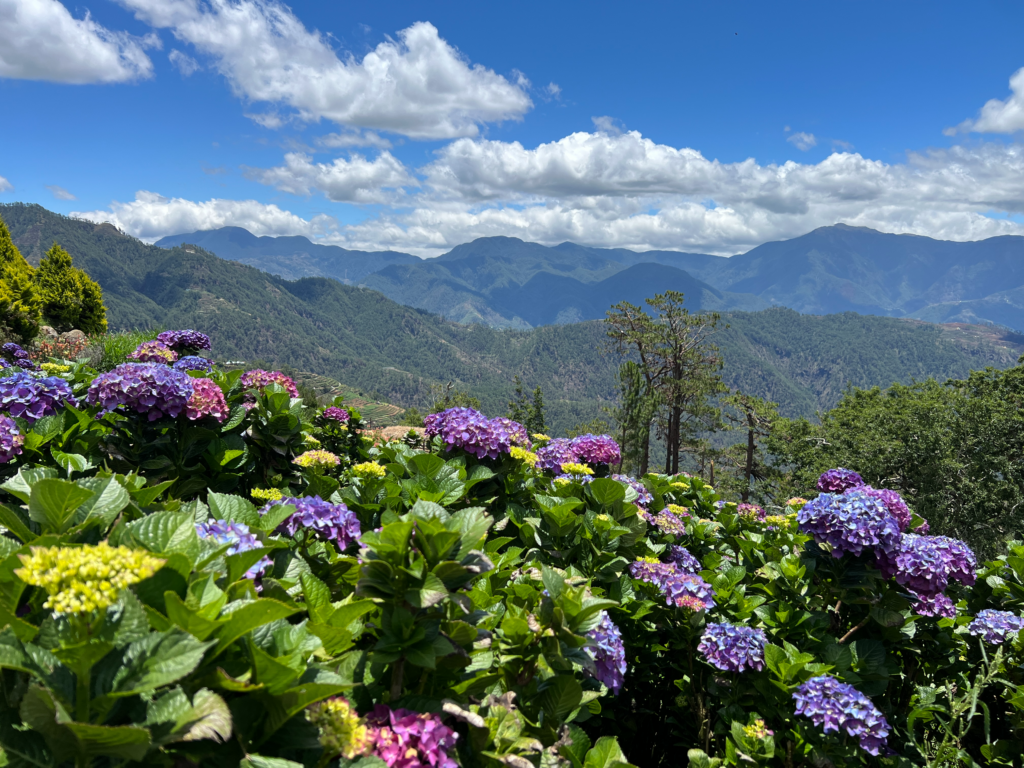 hydrangeas in the Philippines