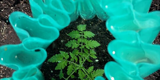 A Wall-O-Water protects plants long before the last frost.