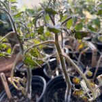 Curled leaves and crispy edges in tomatoes can be a sign of physiological stress.