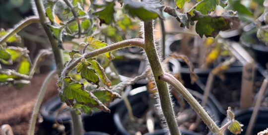 Curled leaves and crispy edges in tomatoes can be a sign of physiological stress.