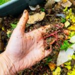 worms in food scraps