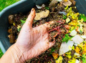worms in food scraps