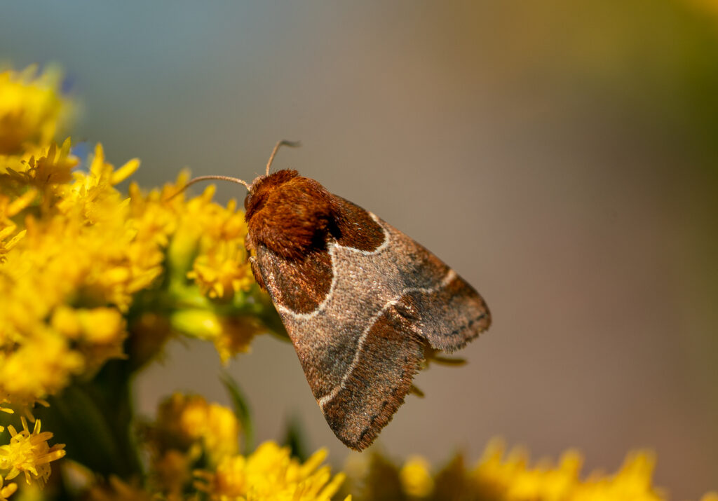 Arcigera Flower Moth