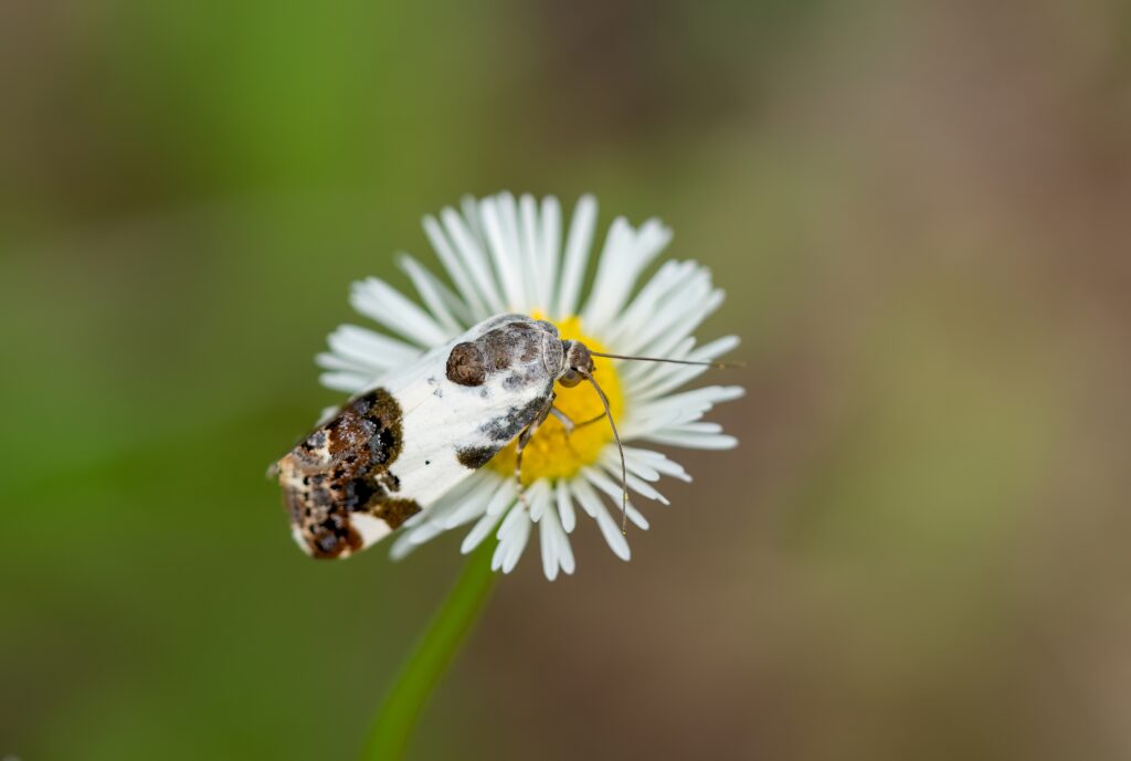 bird dropping moth on prairie fleabane