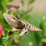 white-lined sphinx moth