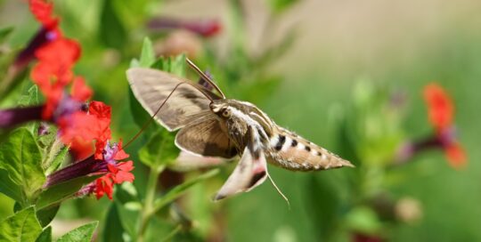 white-lined sphinx moth