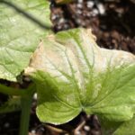 Sun scorched cucumber leaves after a hot spell.