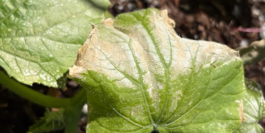 Sun scorched cucumber leaves after a hot spell.
