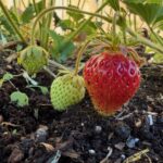 What's Eating My Strawberries