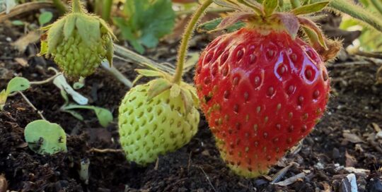 What's Eating My Strawberries